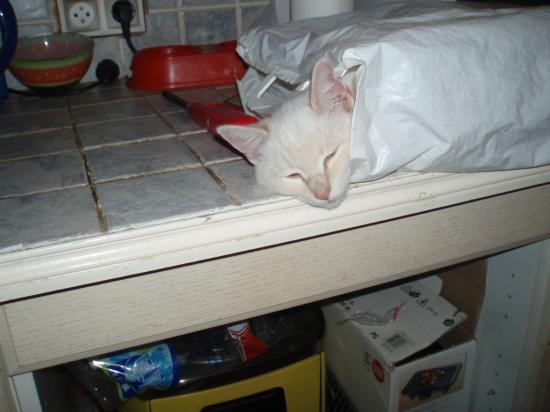 Calin dans un sac à pain