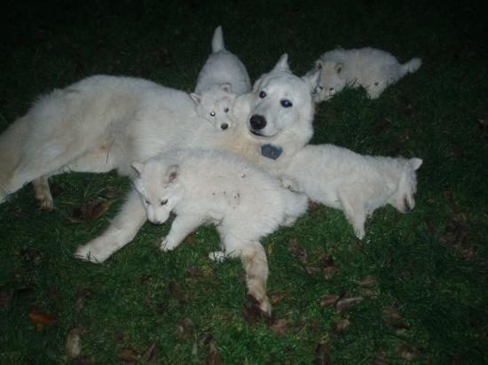 Sam et ses chiots