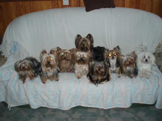 Yorks, bichon et chihuahua