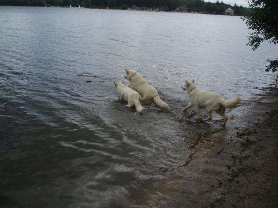 Flora, Sam et Attila au lac des Settons