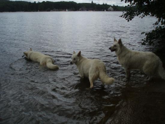 Flora, Sam et Attila au lac des Settons
