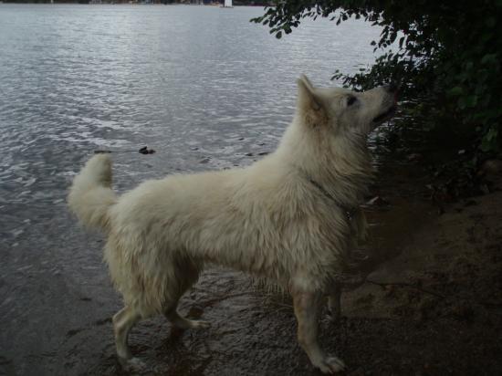 Sam au lac des Settons