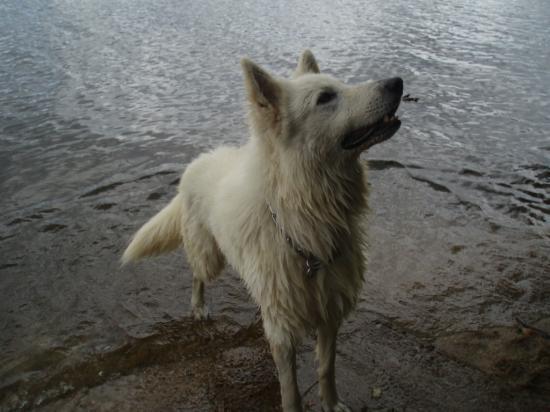 Sam au lac des Settons