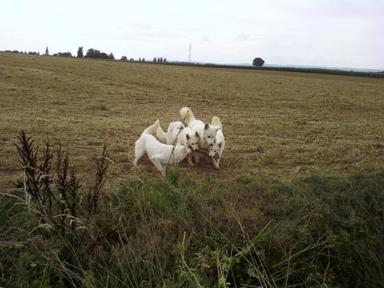 Promenade à la campagne