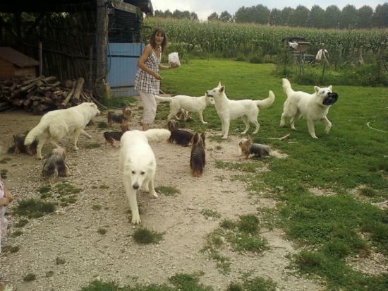 Tous les chiens