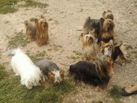 Tous les chiens
