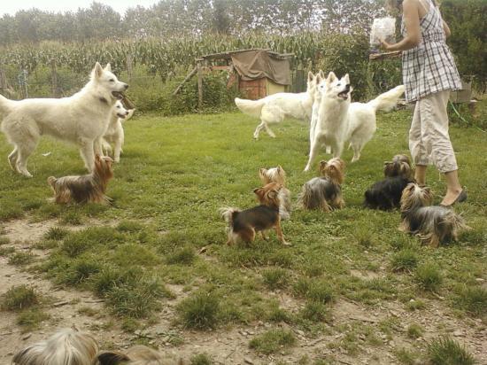 Tous les chiens
