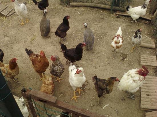 poules
