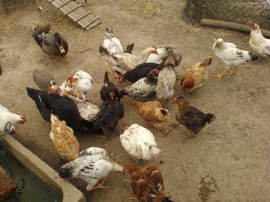 poules