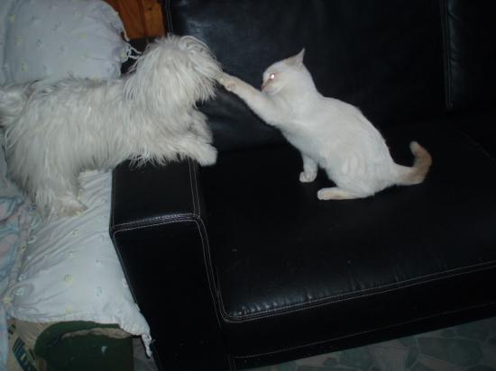 Lady et Calin