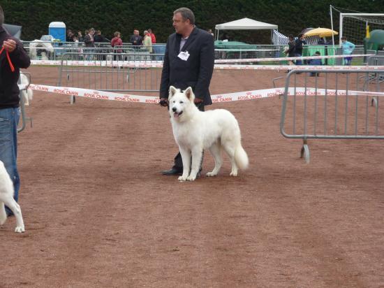 Concour Semur en Auxois Sam et Attila