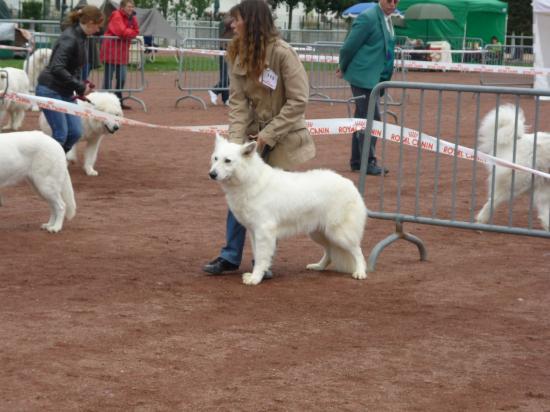 Concour Semur en Auxois Sam et Attila